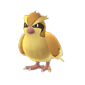 Pidgey