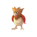 Spearow